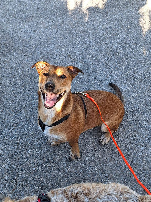 Adopter Bosko