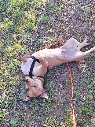 Adoption Bosko
