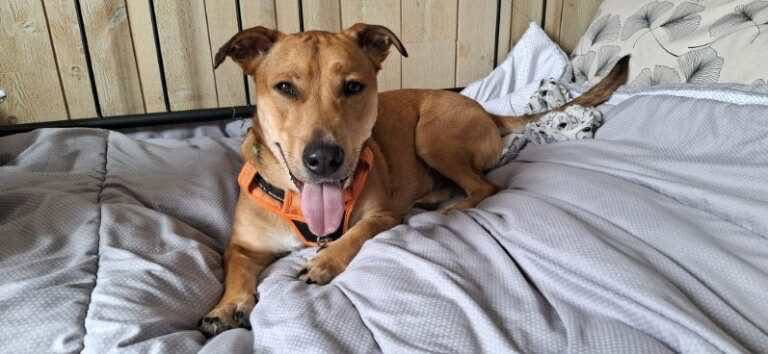 Adoption Bosko