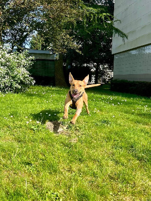 Adopter Newis