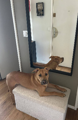Adopter Newis