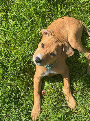Adopter Miko