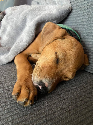 Adopter Miko