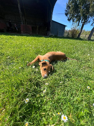 Adoption Miko