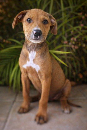Adoption Miko