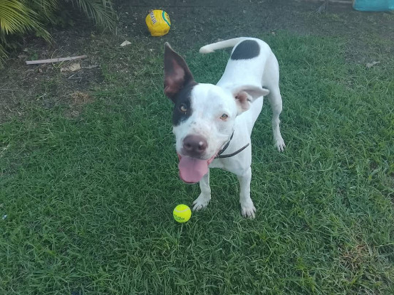 Adopter Neo