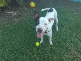 Adopter  chien : Neo