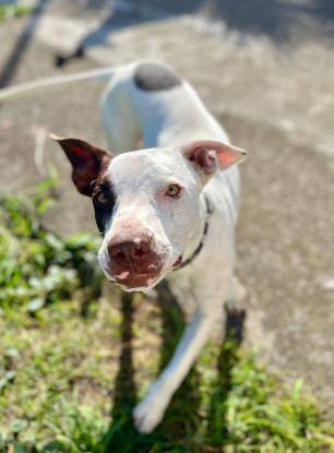 Adopter Neo