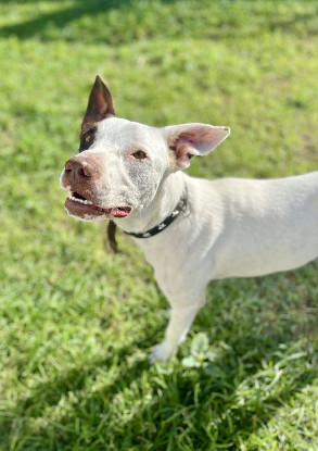 Adoption Neo