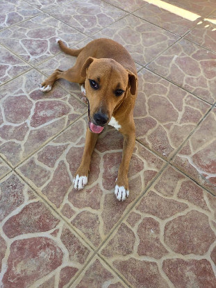 Adopter Frisky