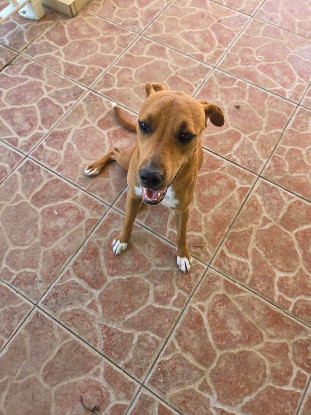 Adopter Frisky