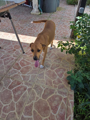 Adoption Frisky