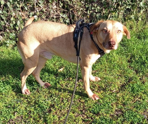 Adopter Fifi