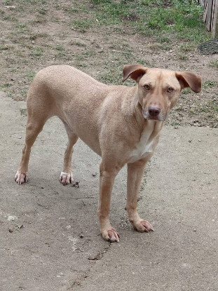 Adopter Fifi