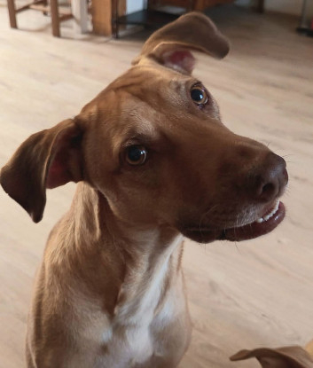 Adoption Fifi