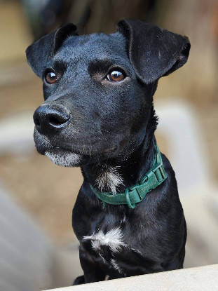 Adopter Stormy
