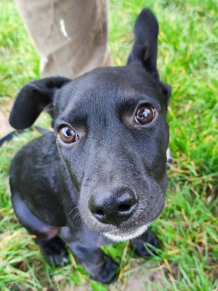 Adopter Stormy