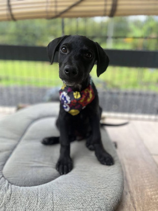 Adopter Stormy