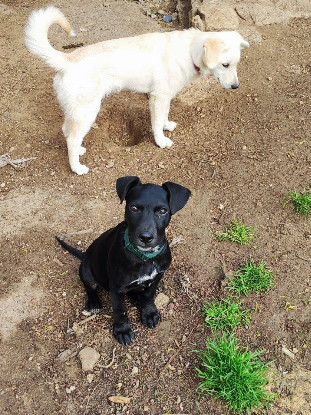 Adoption Stormy