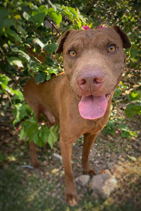 Adopter Pollux