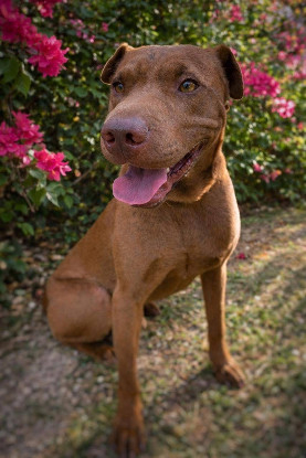 Adopter Pollux