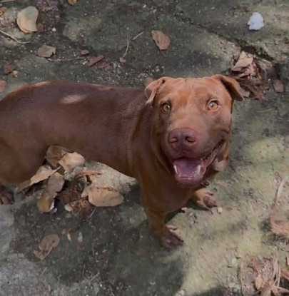 Adoption Pollux