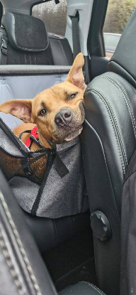 Adopter Omy