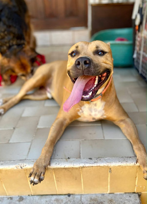 Adoption Omy