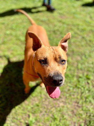 Adoption Omy