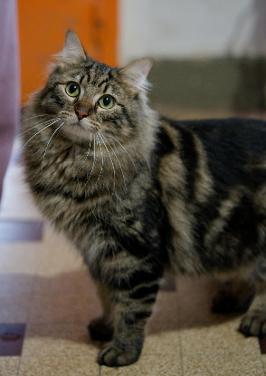 Adopter Prince