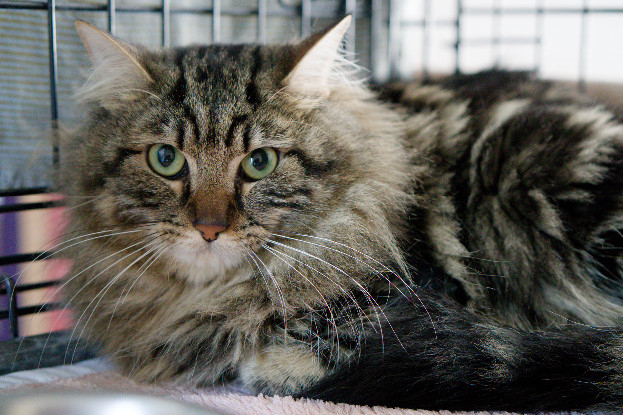 Adopter Prince