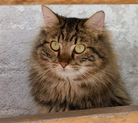 Adopter Prince