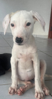 Adopter  chien : Stella
