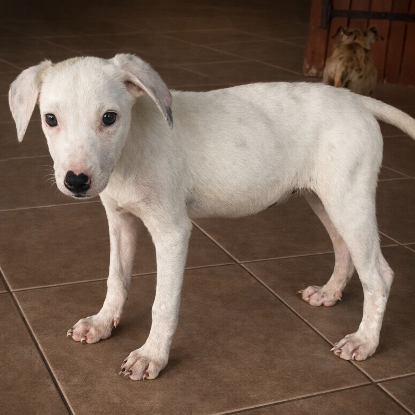 Adopter Stella