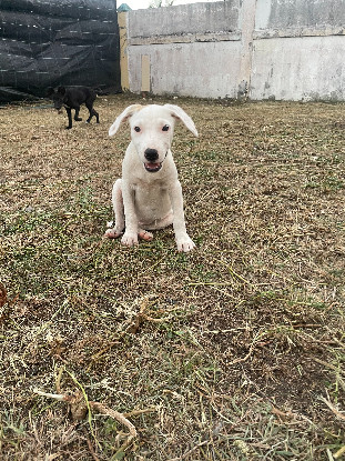 Adopter Stella