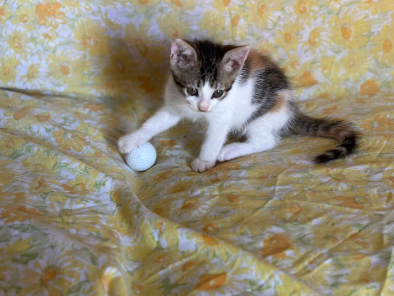 Adopter Angel