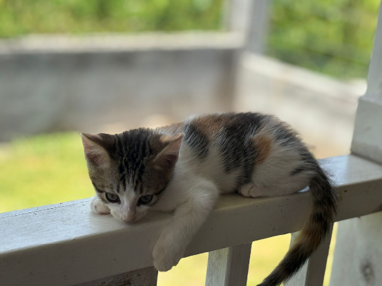 Adopter Angel