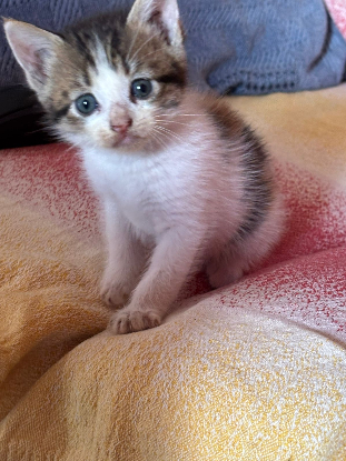 Adopter Angel