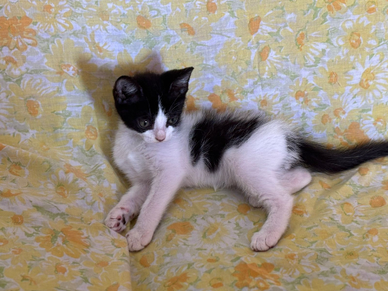 Adopter Nino