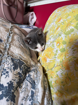 Adopter Liloo
