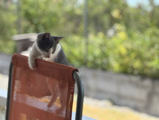 Adopter Liloo