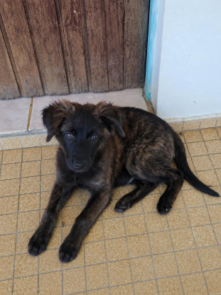 Adopter Tika