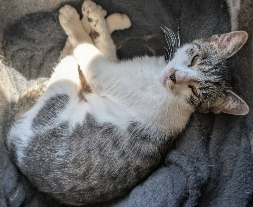 Adopter Louisa