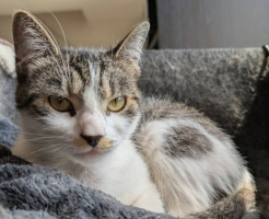 Adopter  chat : Louisa