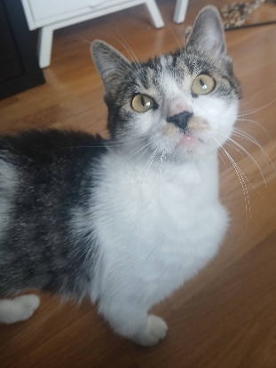 Adoption Louisa