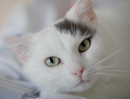 Adopter  chat : Ginger