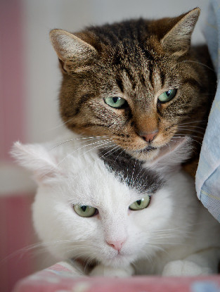Adopter Ginger