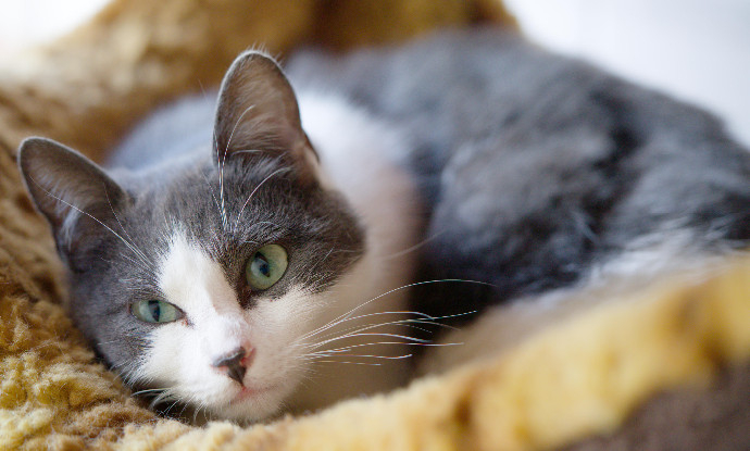 Adopter Jenna