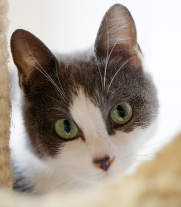 Adoption Jenna