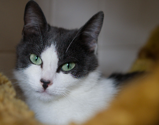 Adopter Jenna